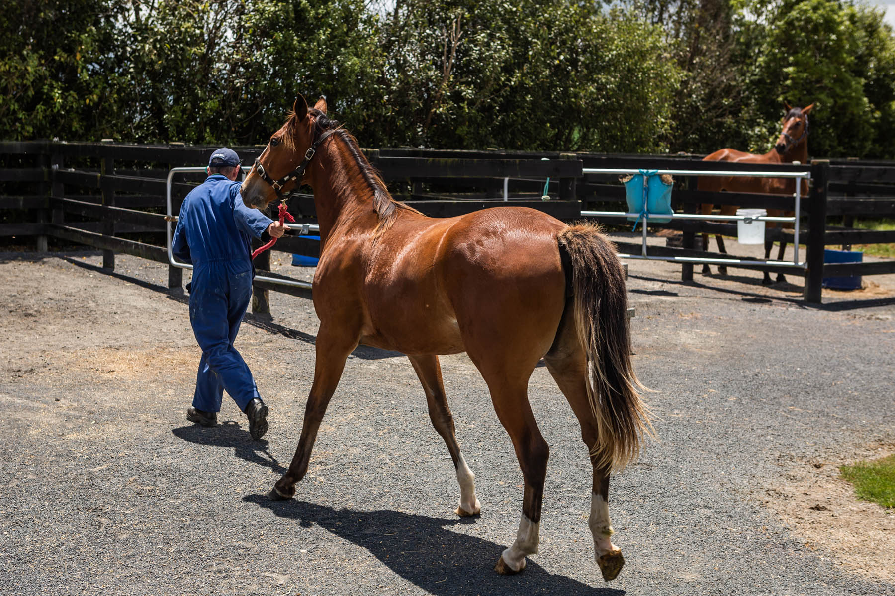 About Transporting Horses Since 1938 Majestic Horse Floats